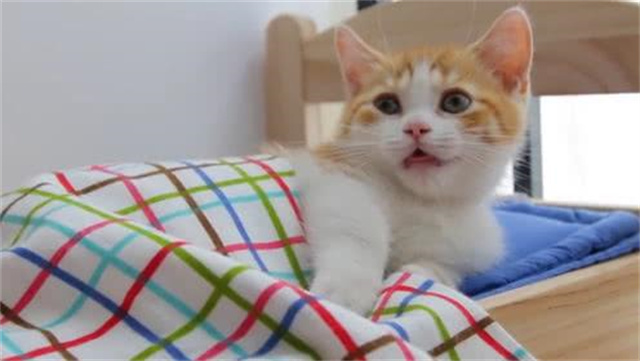 越南不养猫却一年吃掉400万只,越南一年吃400万只猫是真是假