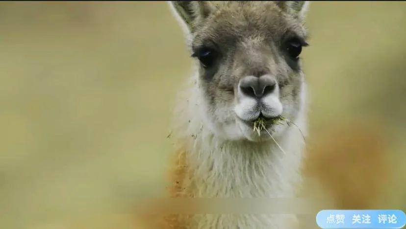 好可怜母狮因受伤不能捕猎,母狮辛苦捕猎却被它夺走