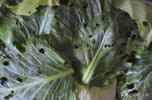 菜地里的菜生虫子有什么方法除掉,菜园上了农家肥生虫子怎么办