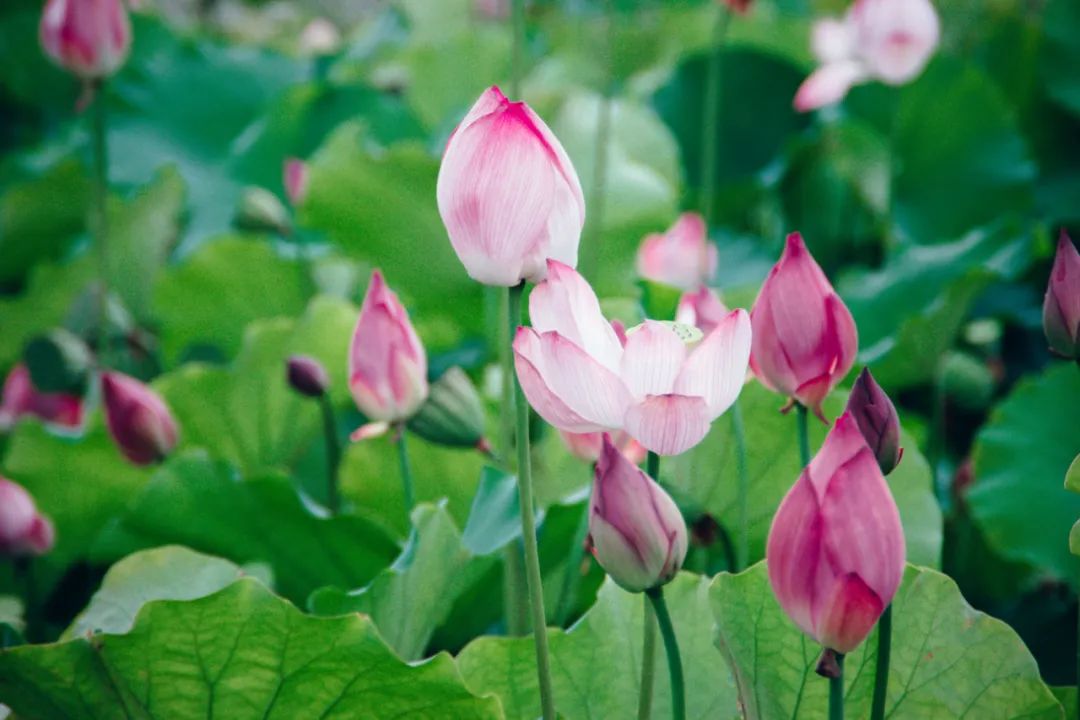 最美的荷花诗词,描写最美荷花的古诗词
