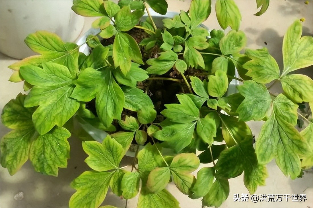 牡丹花用什么肥料好呢,牡丹花不开花只长叶