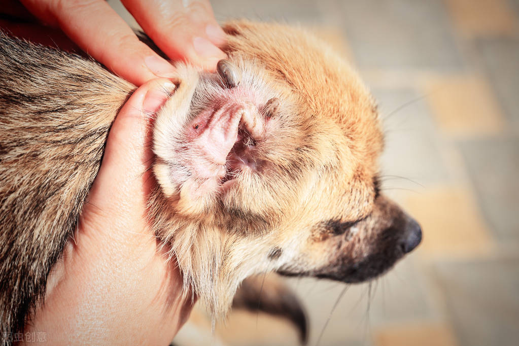 被蜱虫咬后死亡的几率有多大,夺命蜱虫怎么去除