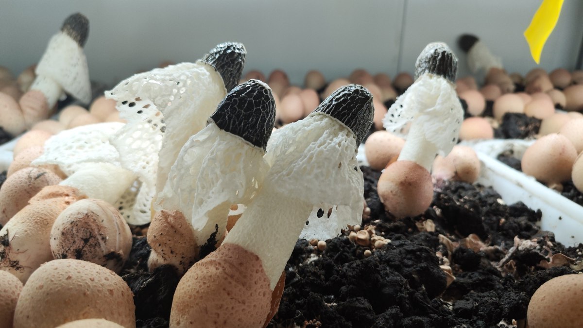 大哥方舱养菇年产值30万，吹1年空调收4茬，不懂技术照样种出好菇