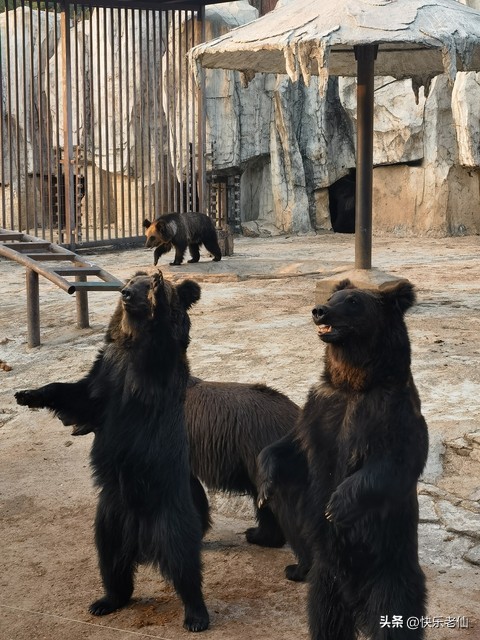 沈阳森林动物园缆车,自驾沈阳森林动物园