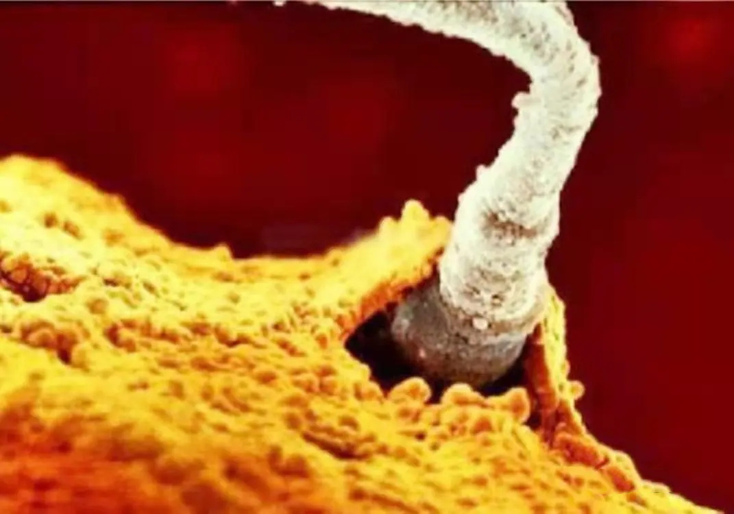 没有找到卵子的精子最后怎么样了,没受孕成功的精子最终去哪