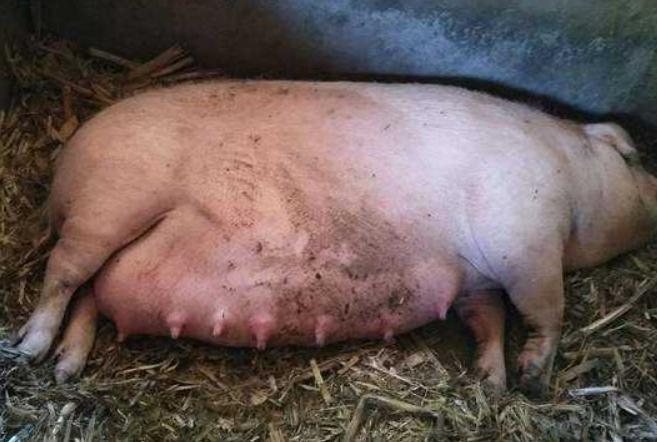 母猪流产后的最佳治疗方法,母猪流产后怎样处理