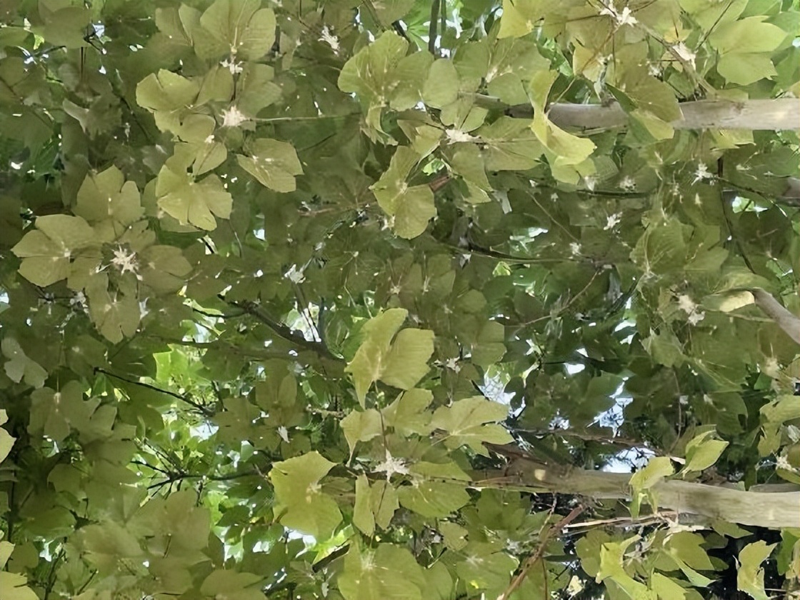 12月份园林绿化养护工作重点,元月份园林养护重点工作