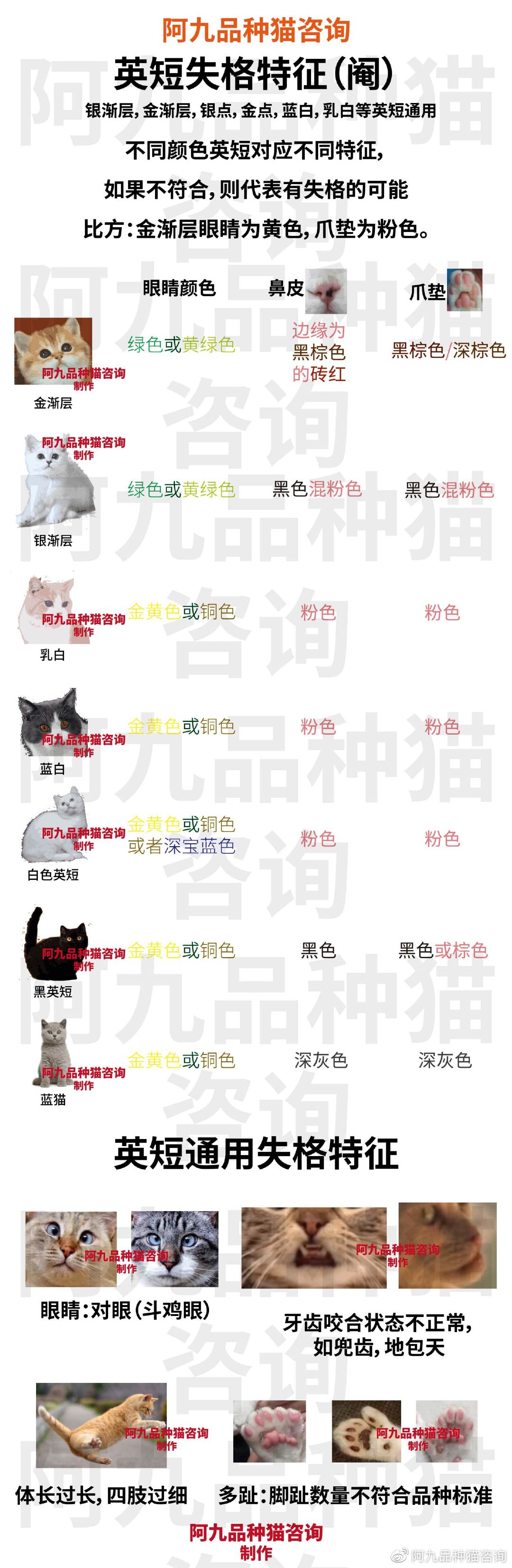 蓝白英短鼻子有点蓝色,英短蓝白的鼻子怎么有黑有粉