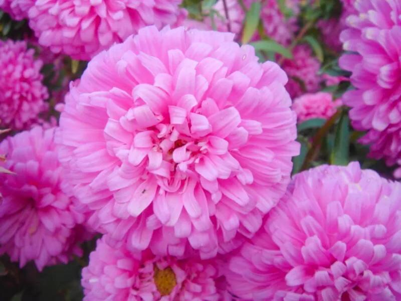 翠菊色彩斑斓,翠菊颜色多