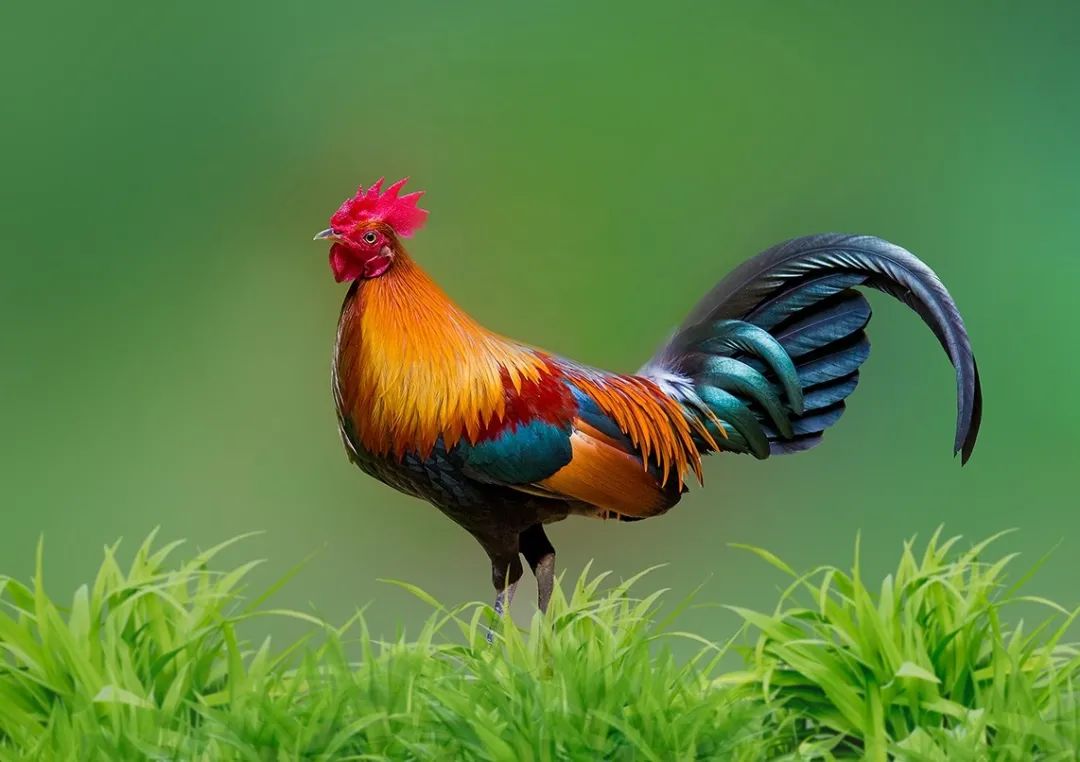 公鸡母鸡恩爱逛街,公鸡母鸡恩爱视频绿幕素材