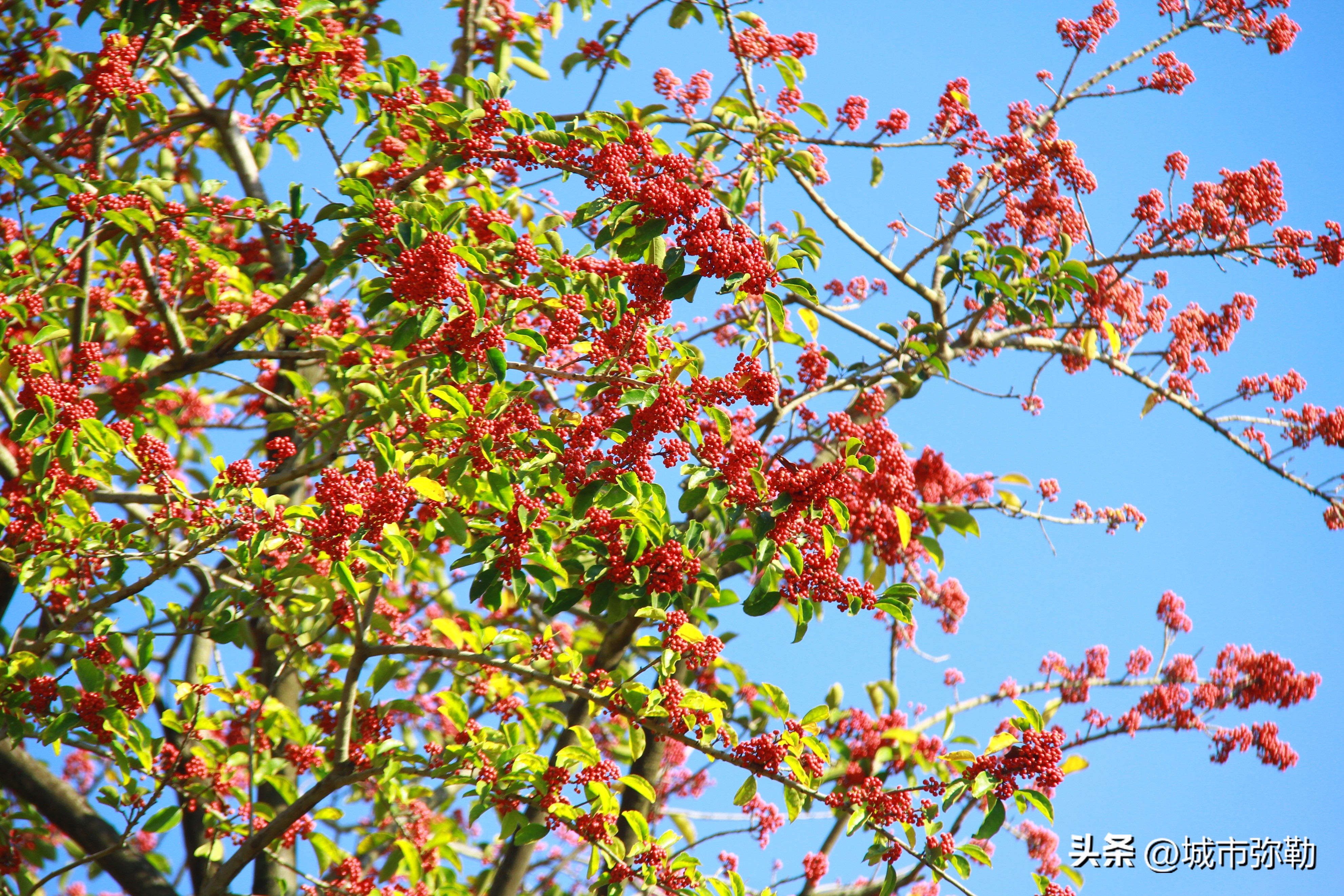 一个身家数亿的孝子马东升