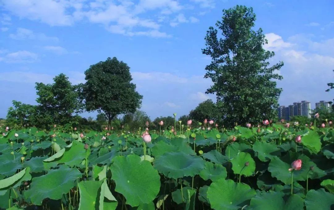 夏天赏荷旅游攻略,夏日赏荷好推荐打卡地