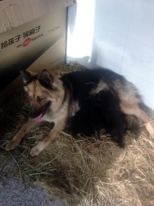 世上只有妈妈好爸爸也不错,世上只有妈妈好爸爸不好吗