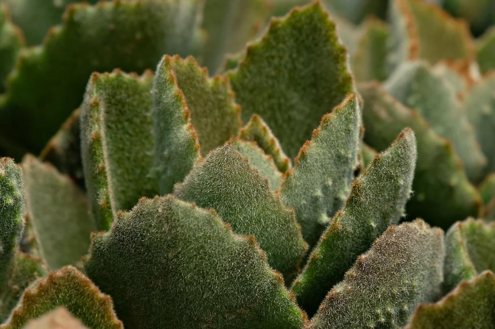 扦插月季添加微生物菌剂有好处吗,加入生根粉和多菌灵的土能种菜吗