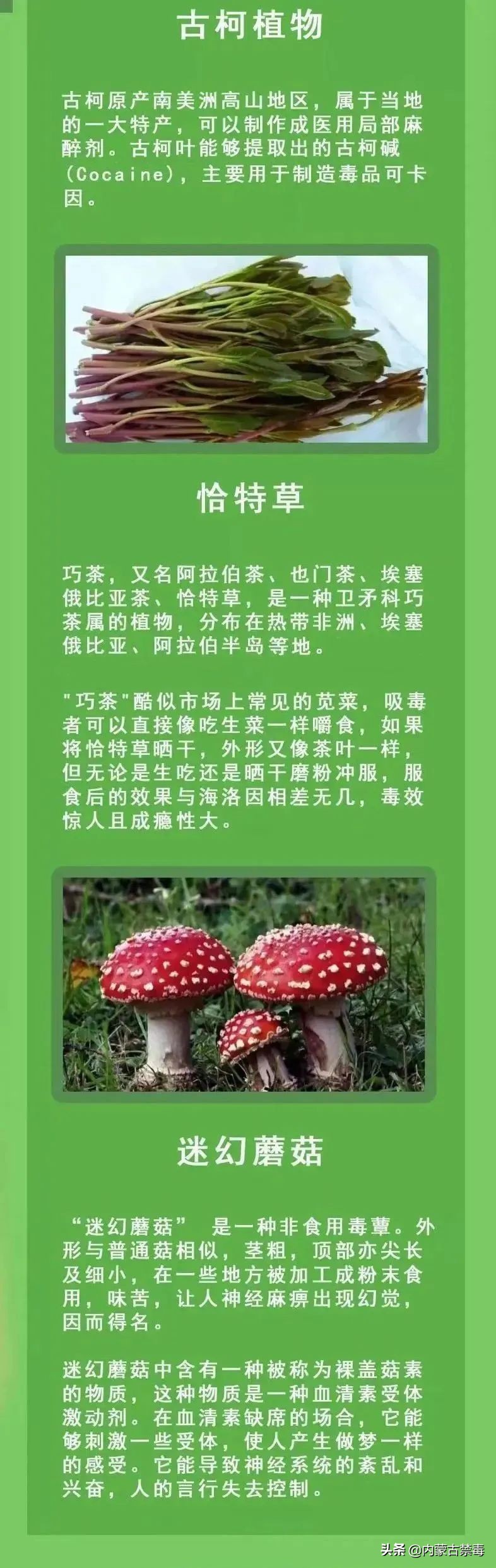 私种*品毒**原植物？“银*铐手**”奉上！