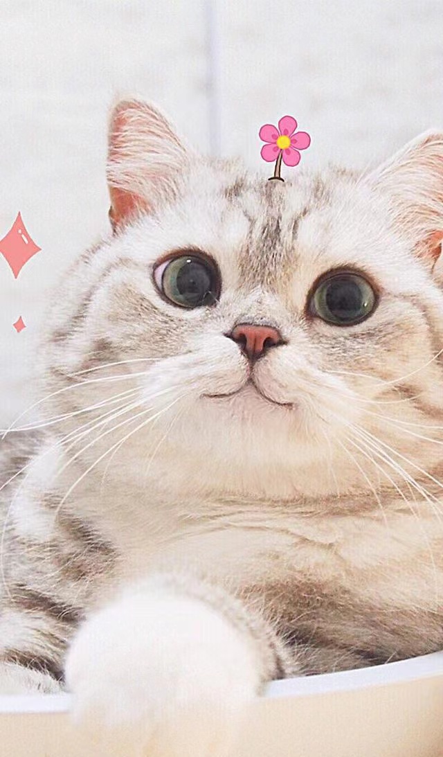 关于猫咪的100个小秘密,十二个关于猫咪的冷知识