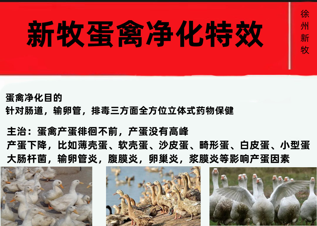 鸭生软壳蛋是怎么回事,鸭下软壳蛋原因