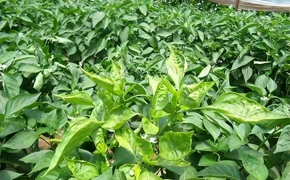 快速检测真菌感染,快速识别作物病害