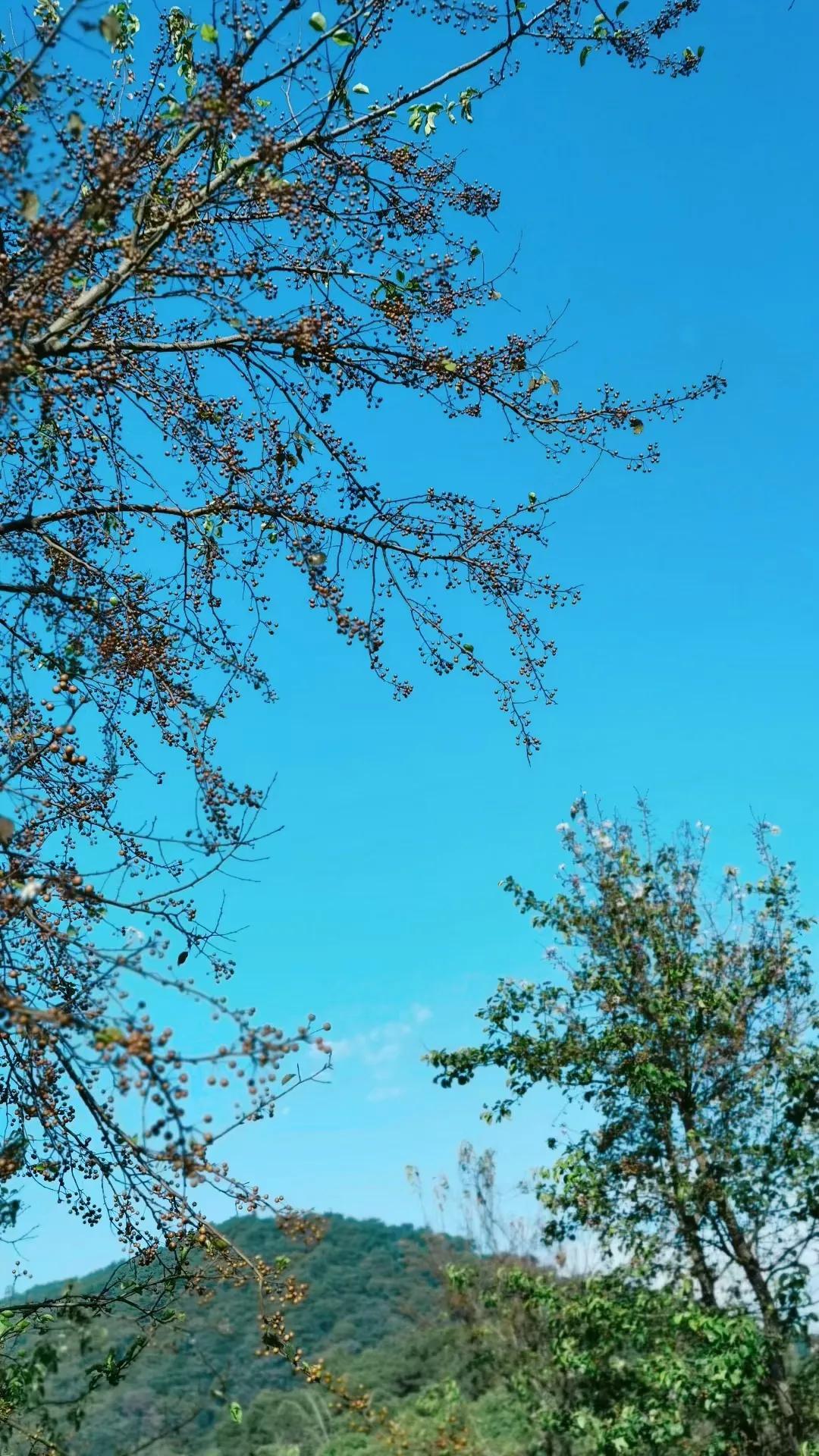 下辈子只想做条只有七秒记忆的鱼,愿做一条只有七秒记忆的鱼