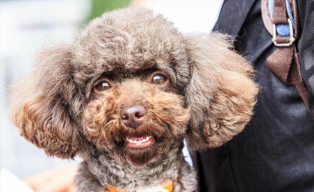 成年泰迪犬怎么训练大小便,泰迪犬怎样训练大小便的方法视频