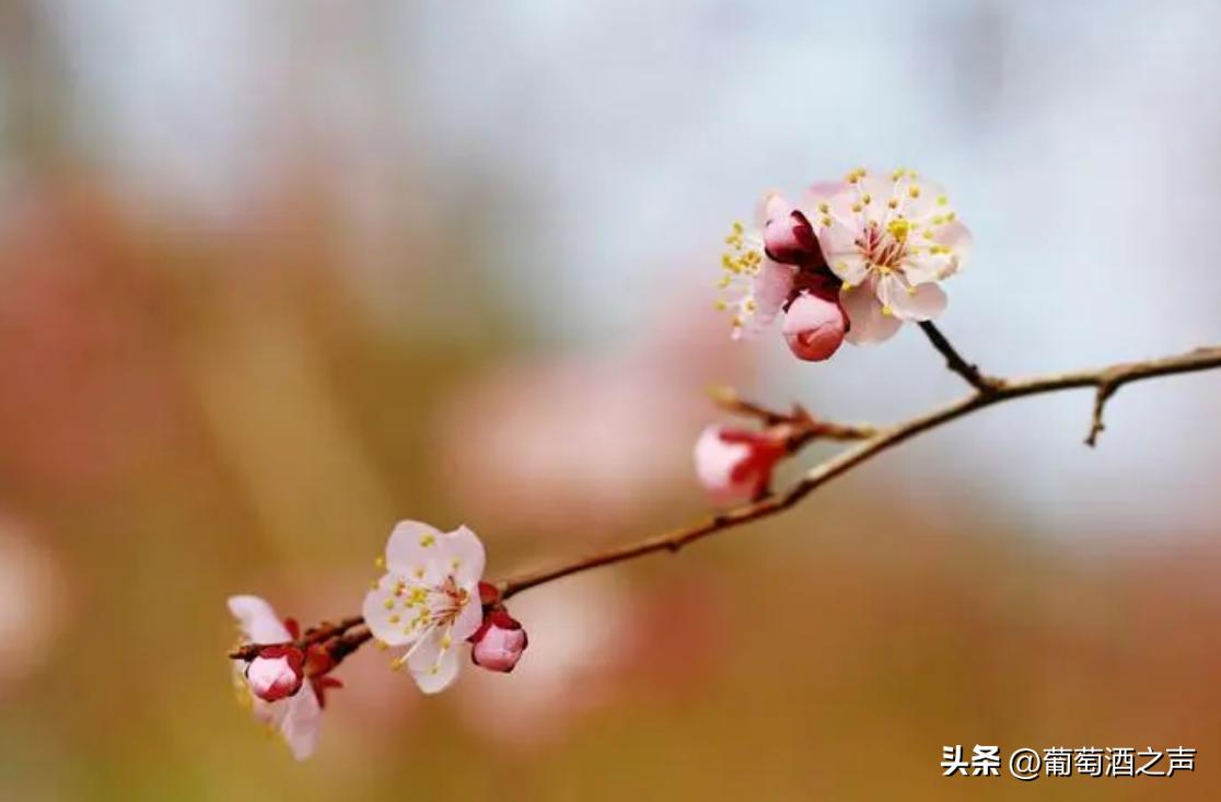一朵杏花图片,杏花飘落视频