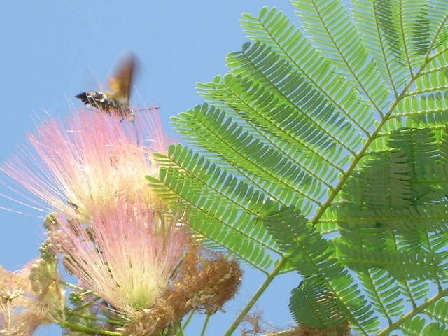 *欢合**蠲忿，赏*欢合**花古诗词