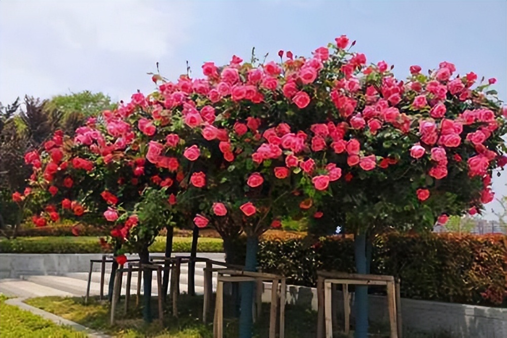 大庭院养什么花四季常开,庭院应该养什么花