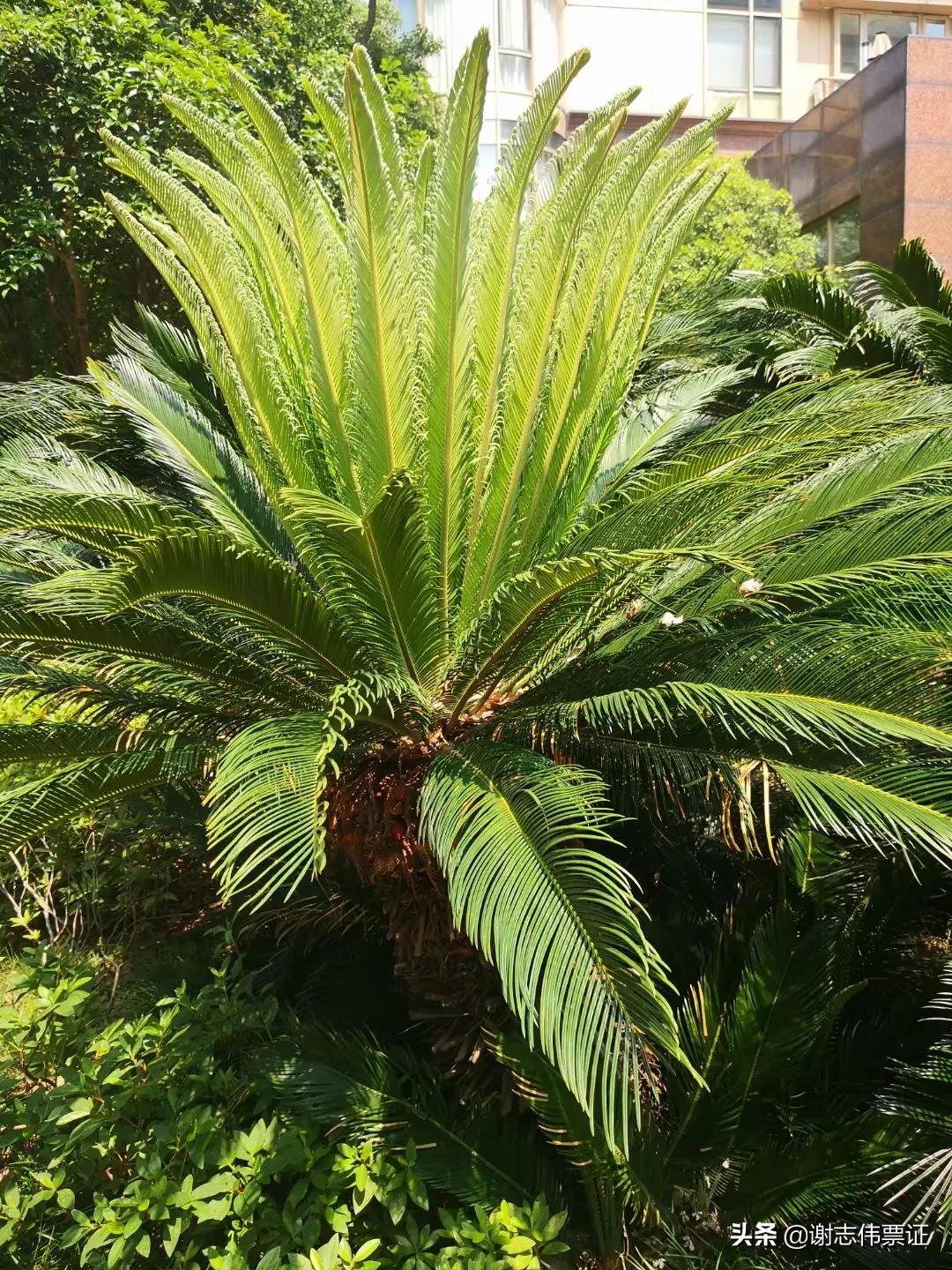 独特的苏州风情（073）铁树长出了新叶片