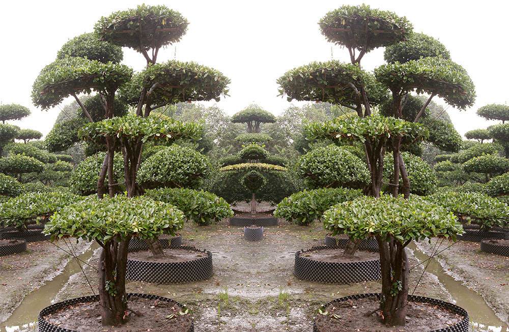 树卖多少钱一棵,什么树栽一棵值钱上十万元