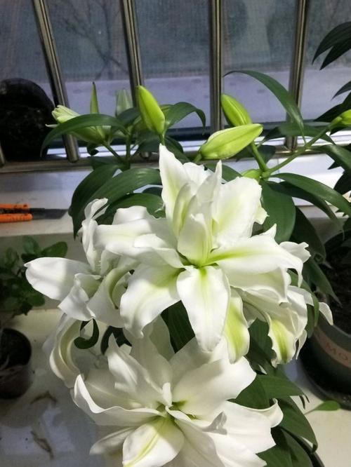 清香淡雅，香水百合的种植方法，以及养护技巧