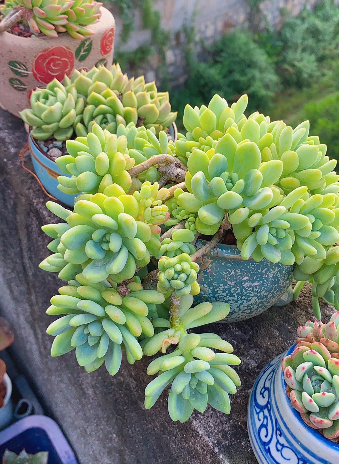 自带香味的叶子,有肉香的叶子