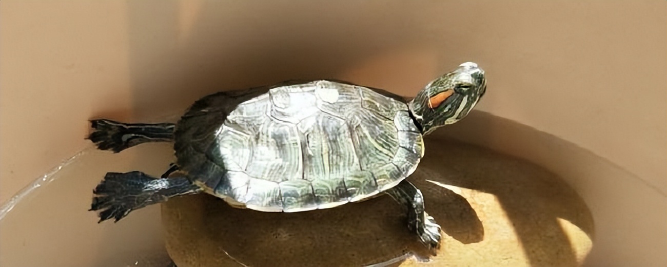 养龟必备的十大药,养龟知识100条解决养龟常见问题