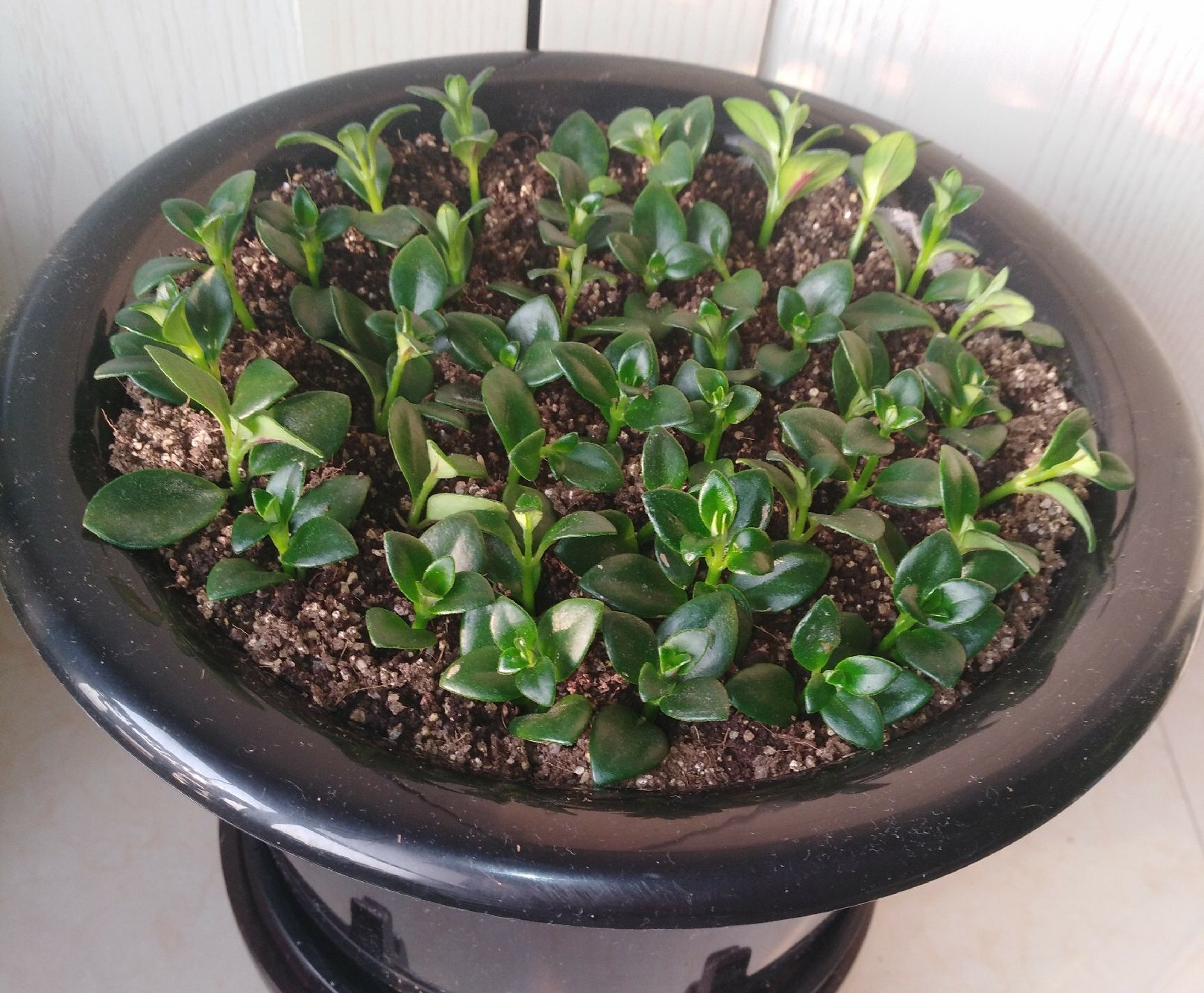 什么花寓意发财好运吉祥,寓意平安招财鸿运的干花