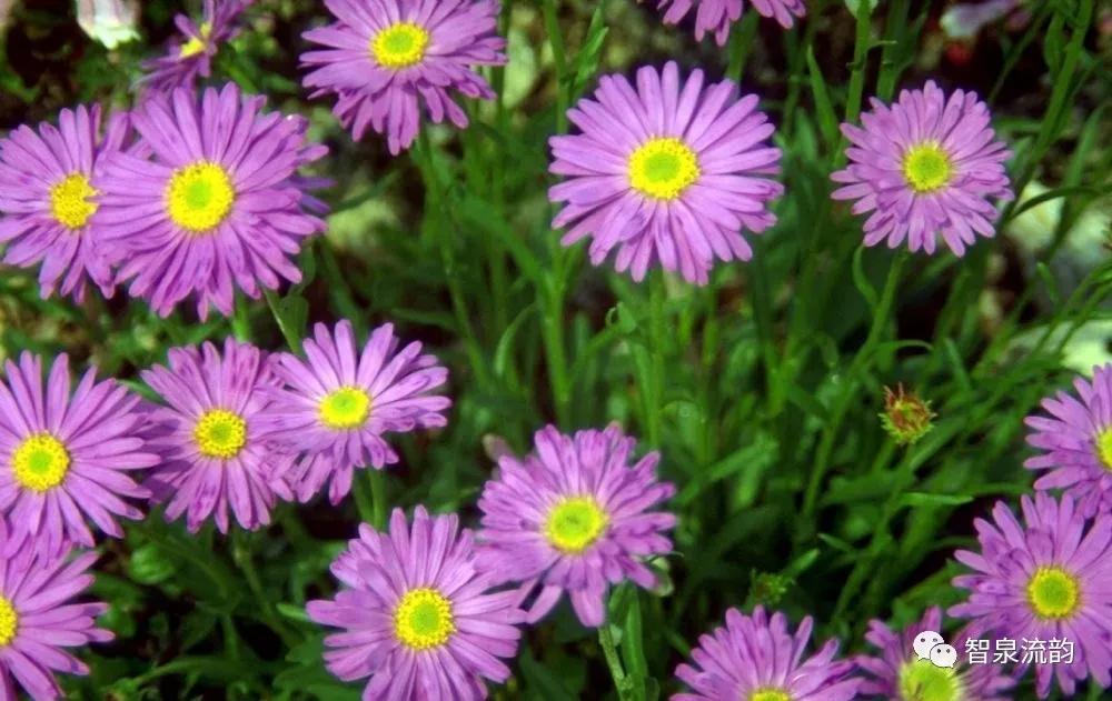 郭进栓汝州,郭进栓