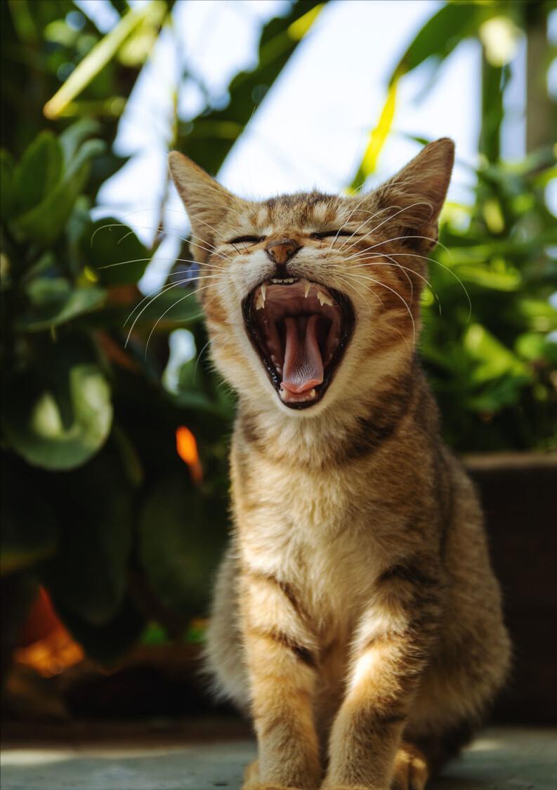 三种被全世界禁养的猫你知道几个,五种被禁养的猫