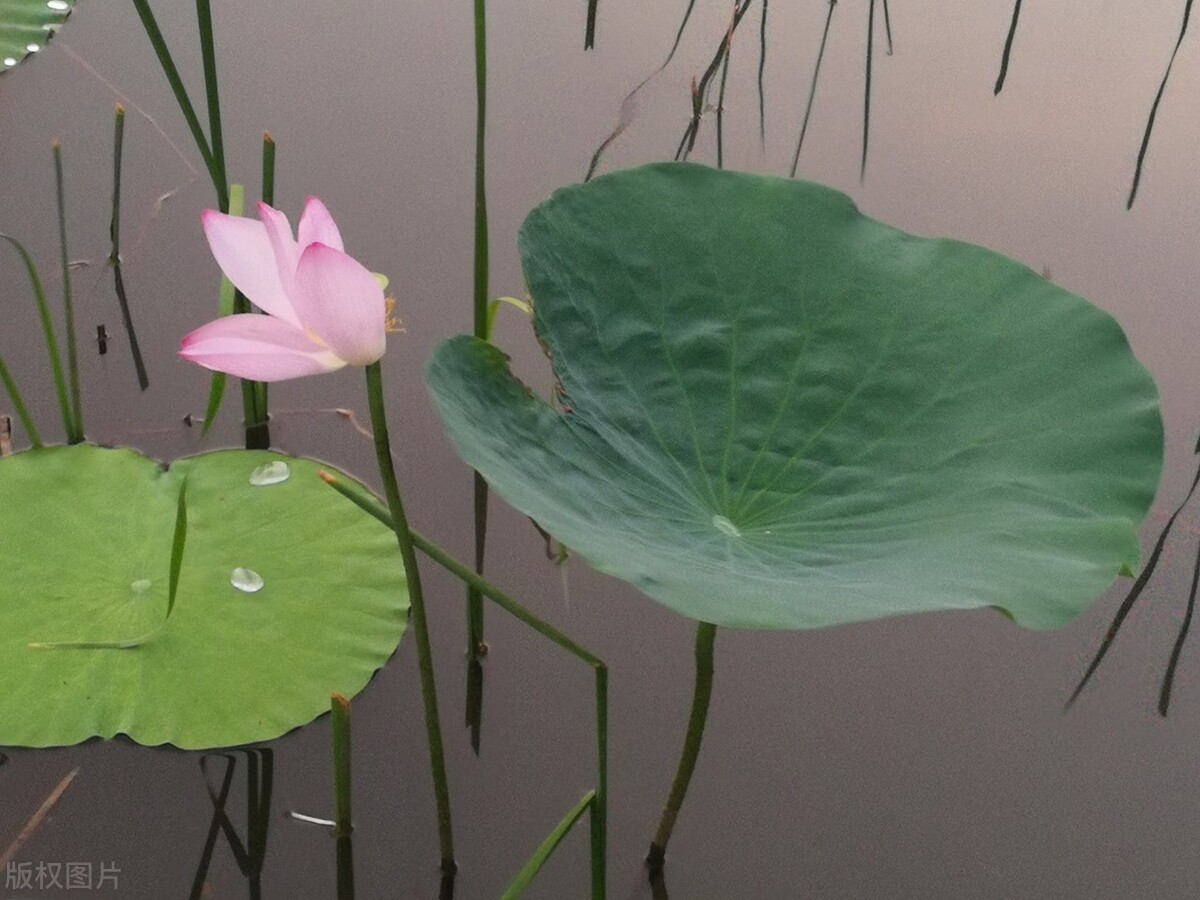 古诗词中荷花的意象思乡,荷花在古诗中表达的情感