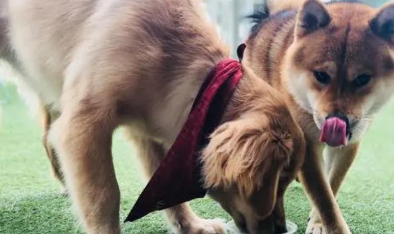 母狗产后抑郁症有哪些症状表现,怎么判断狗妈妈是否产后抑郁