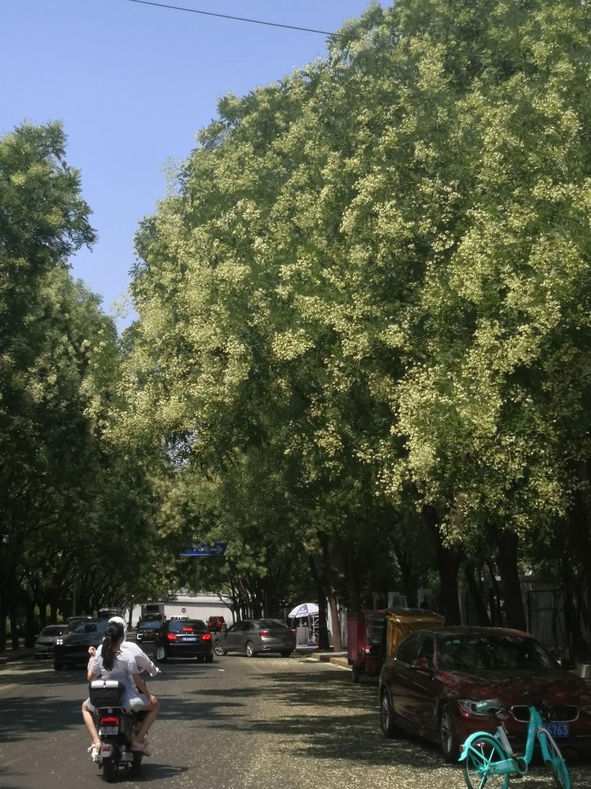 槐树的花吃了有毒吗,槐树花开花有毒吗