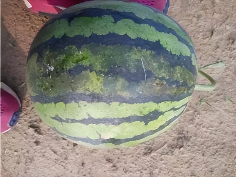 西瓜阴皮病防治特效药,防治西瓜阴皮病用什么药