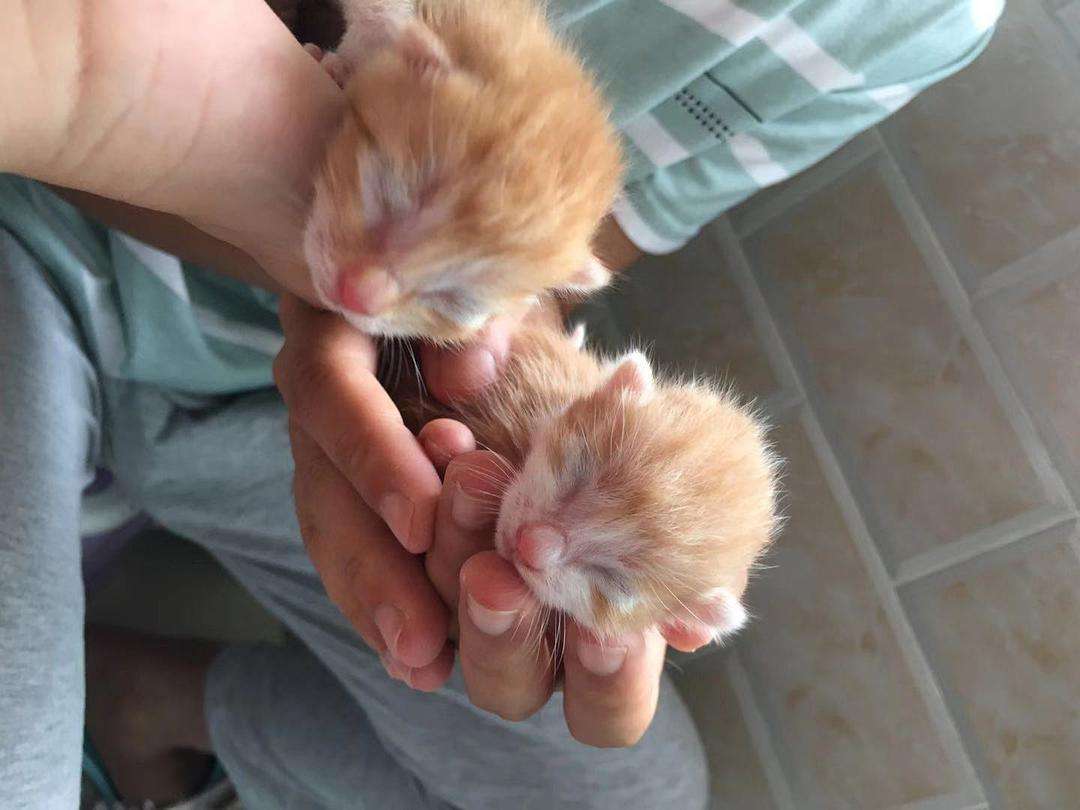 猫咪的生命终点,猫咪的生命有多少年