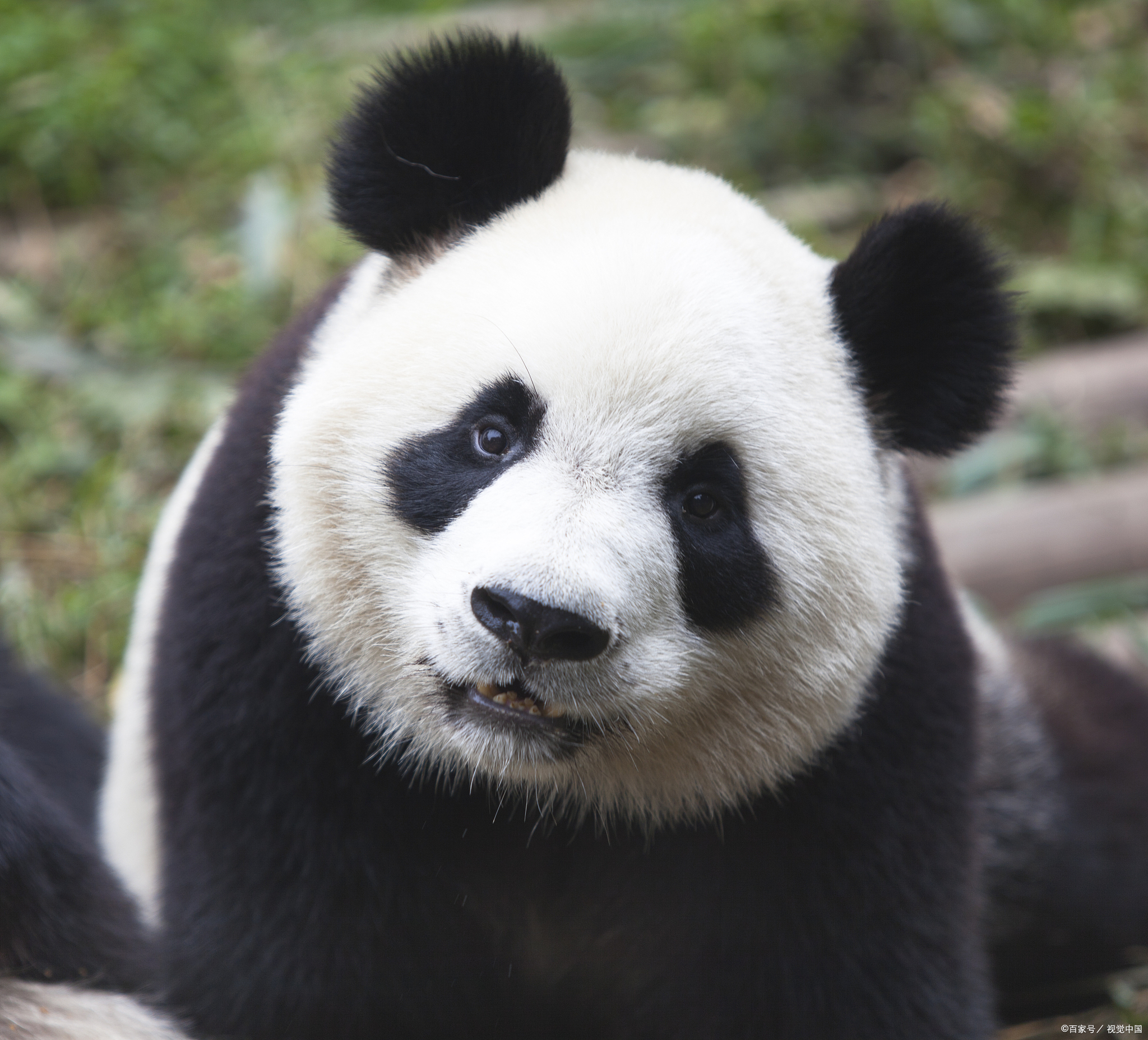 成都一个来了就不想走的城市,成都最值得去的十条建议