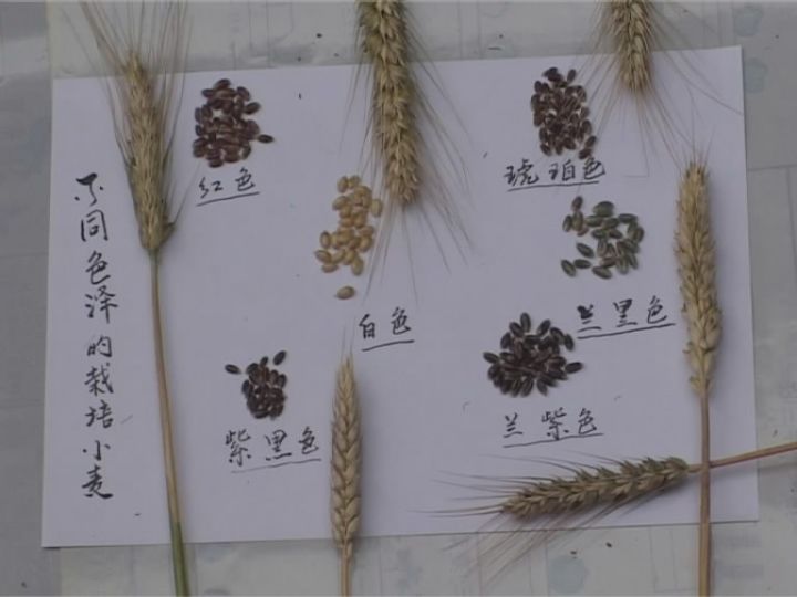 原来小麦也有高颜值！河北南皮3000亩彩麦丰收，彩色麦粒钙质高