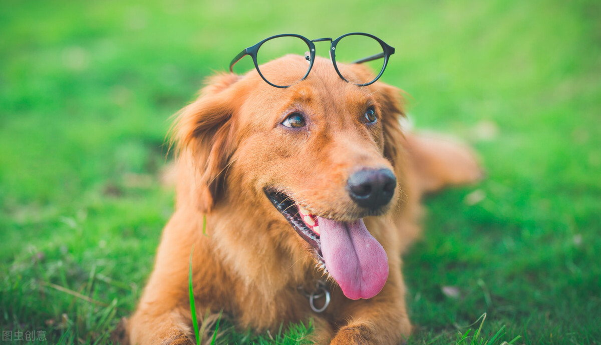 养狗人要知道：喂狗、遛狗，英语都怎么说？