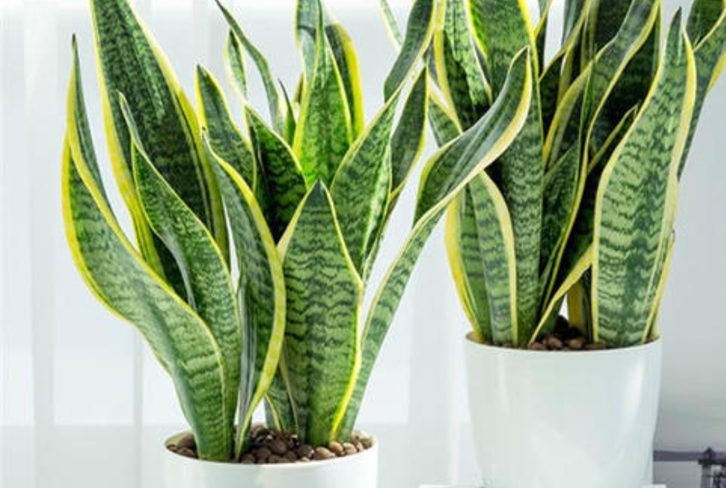 四种花旺财又养人,人养花花养人这15种花越养越干净