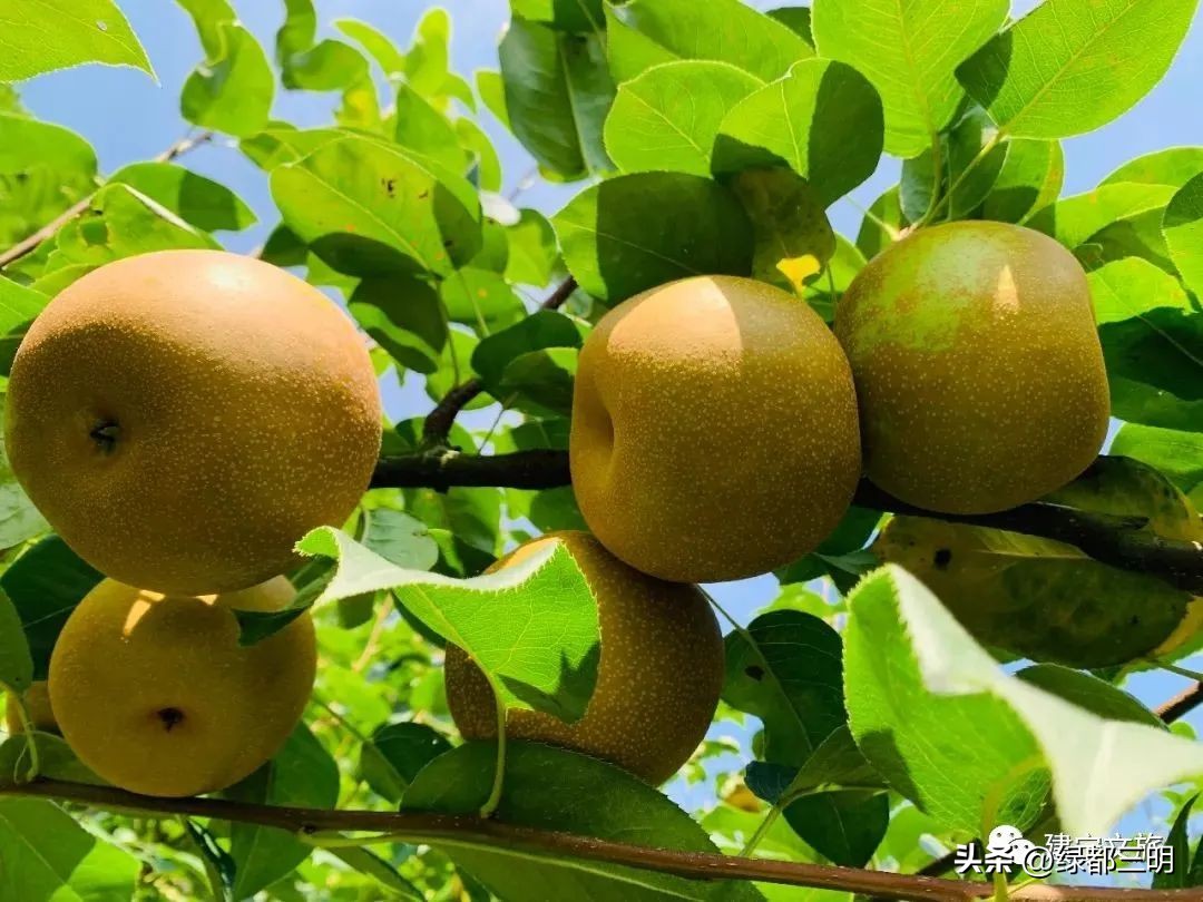 缤纷水果季即将开始！来建宁释放夏日多巴胺