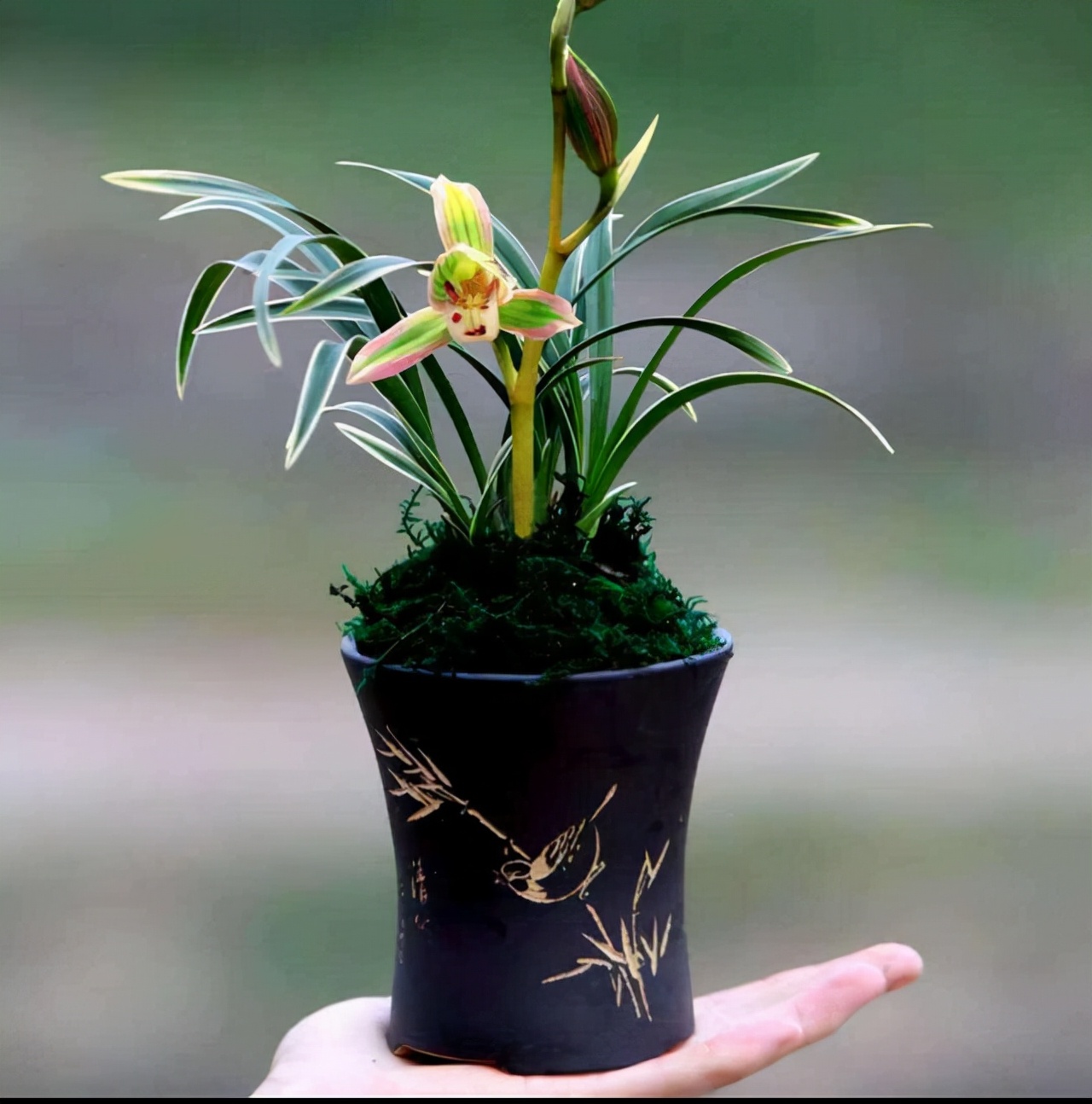 帝王妃金边矮种兰花带花苞,金边兰花帝王妃几月开花