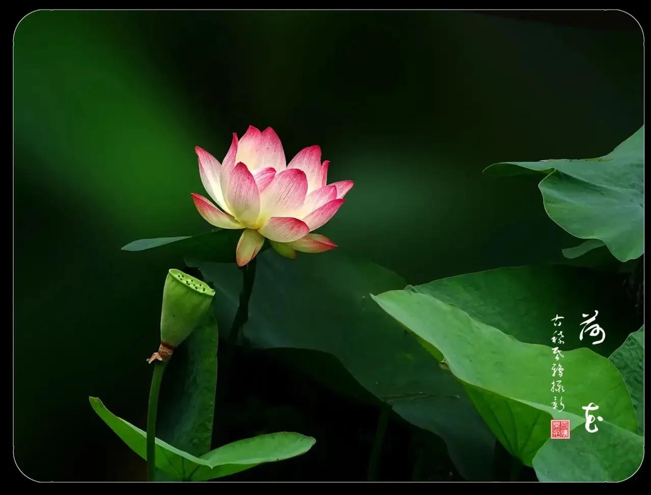 写荷花最经典的古诗词,古诗词中荷花的意象