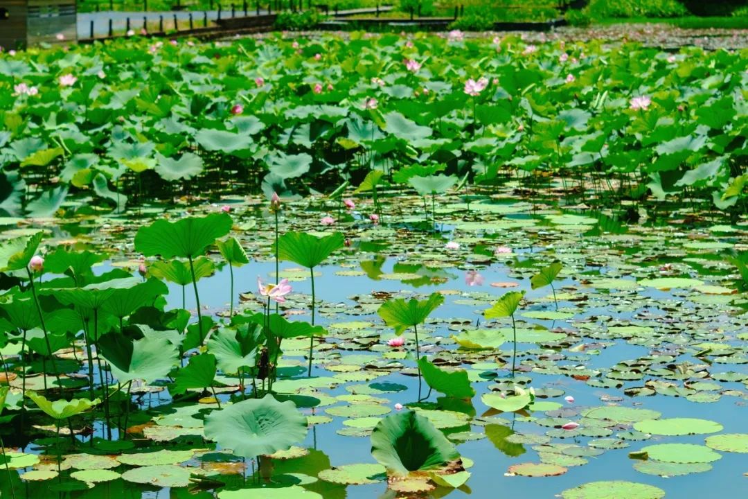 小暑已至！夏日顶流登场，一池荷风，满院莲香，惊艳了整个夏天！