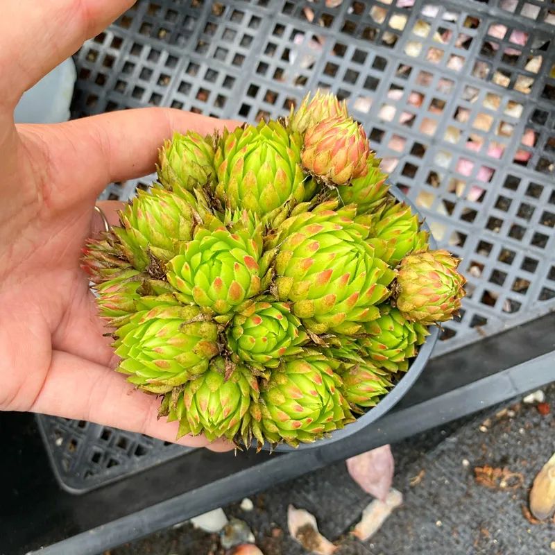 养花新手想自己养出多肉老桩?选这3种就对了