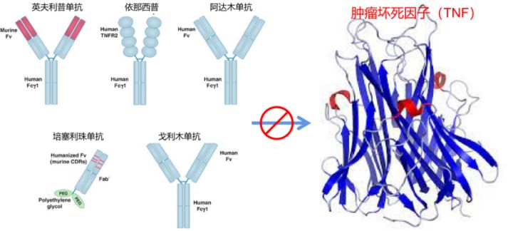 儿童类风湿关节炎的早期症状,手指类风湿性关节炎早期症状